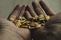 cupped hands holding pumpkin seeds 