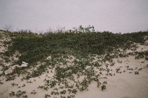 grasses on sand dunes 