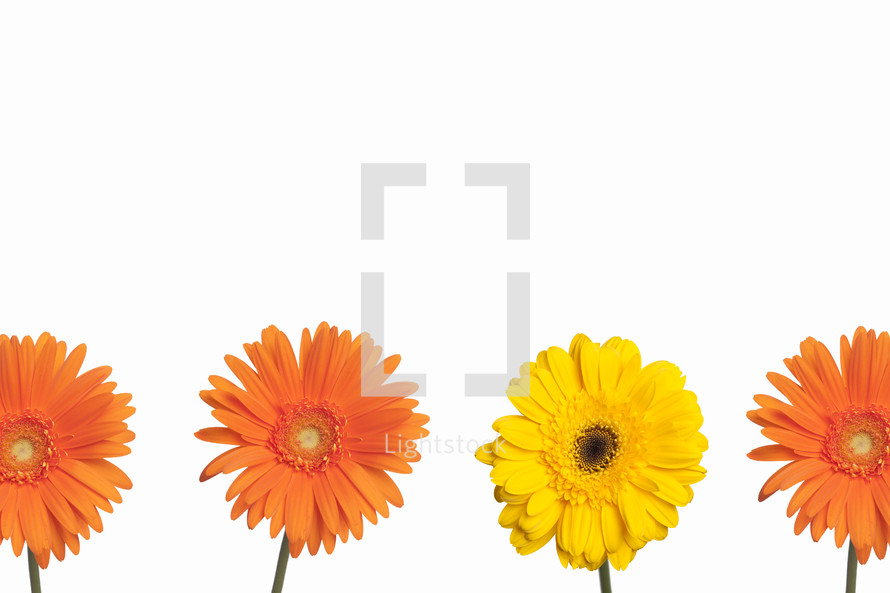 Yellow and orange Gerber daisies.