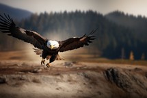Bald Eagle in flight.