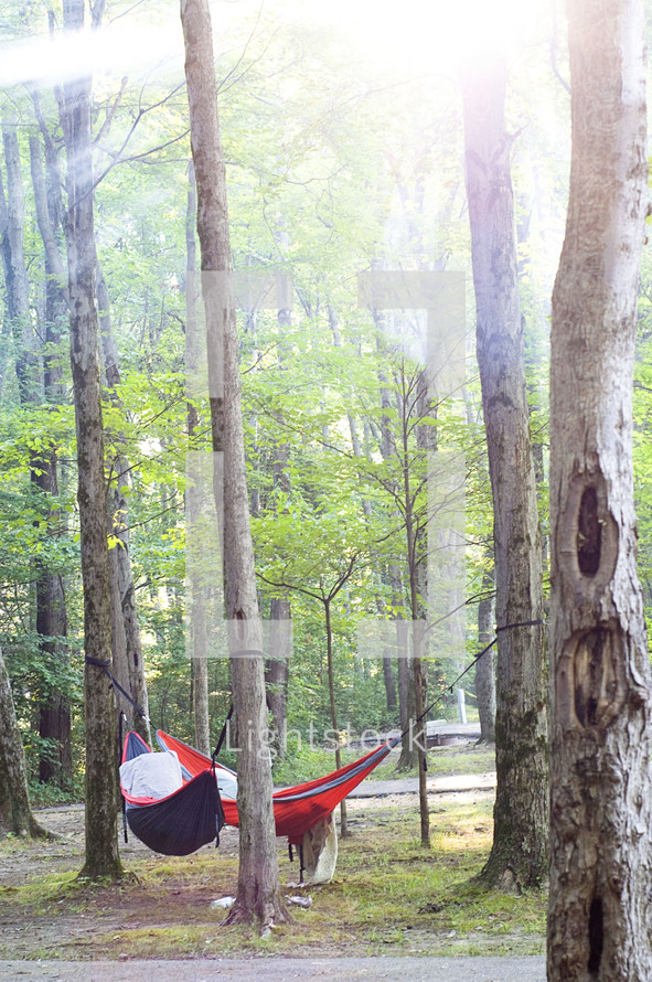 hammock under the trees in a forest