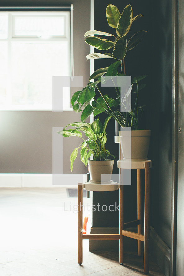 house plants in a corner 