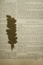 pressed plant on the pages of a book 