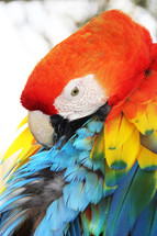 Macaw preening 