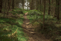 a path through a forest 