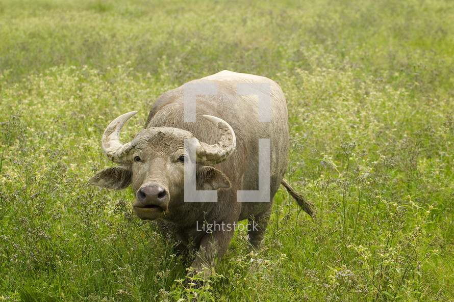 ox in a field 