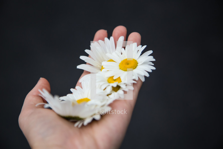 hand holding white daisy flower heads 