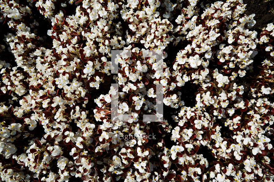 white flowers in a flower bed 