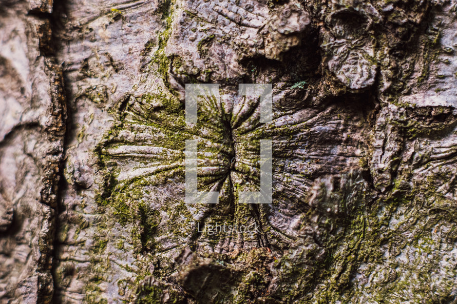 moss on tree bark 