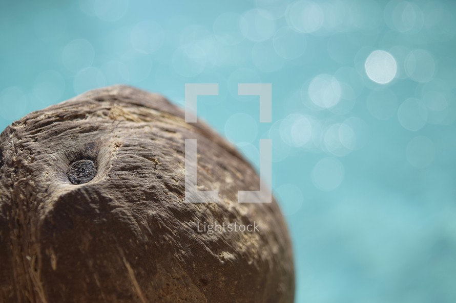 a coconut by the edge of a sparkling pool 