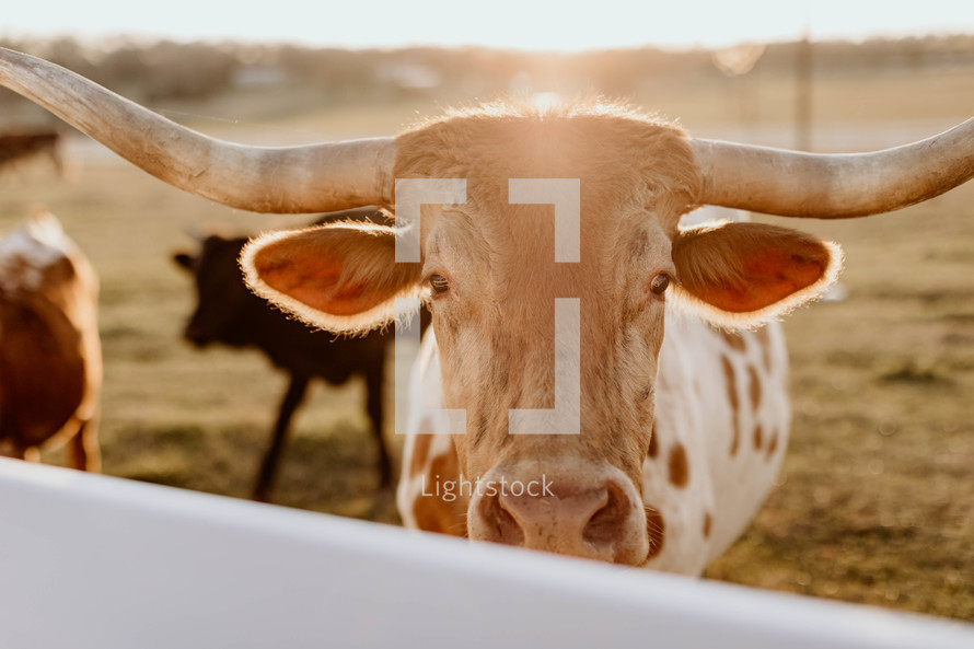 Texas longhorn on ranch in the sunlight