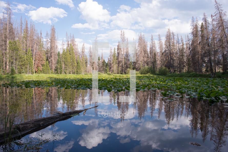 Trees and clouds with a mirror image on a lake.