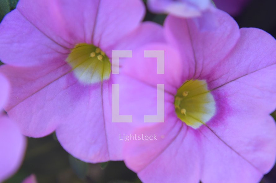 closeup of pink petunias 