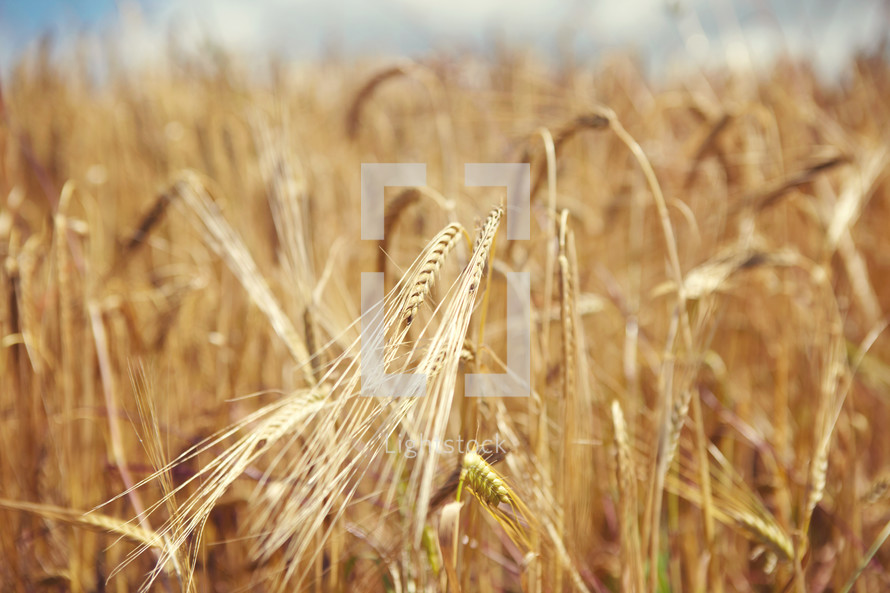 dry golden wheat ready for harvest 