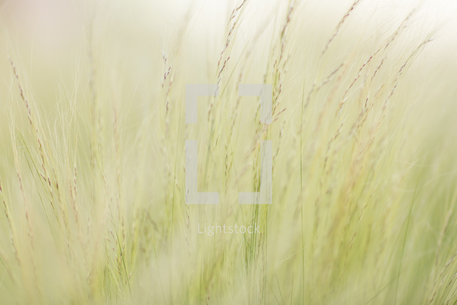 wheat in fog