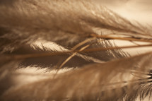 fuzzy tops of brown grasses 