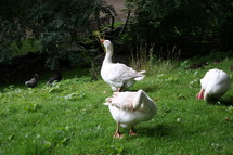 ducks in grass 