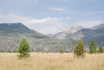 mountain peaks and tall grasses in a meadow 