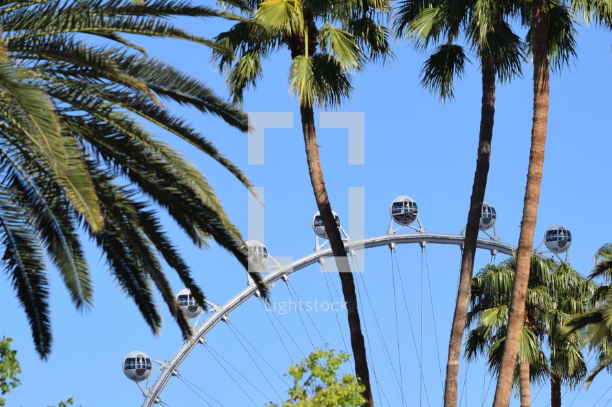 High Roller ferris wheel and Palm trees in Las Vegas 