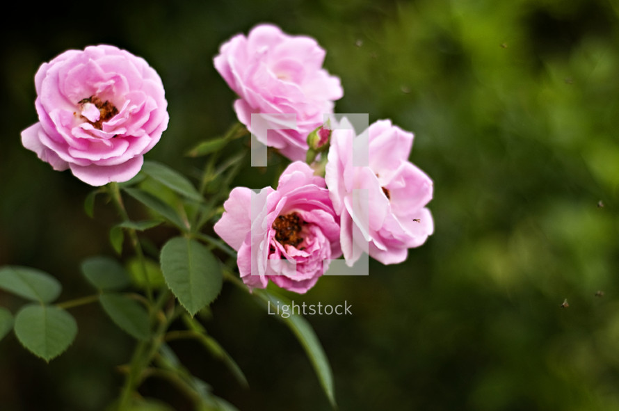 pink knock out roses