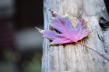 red fall leaf on a wood railing 