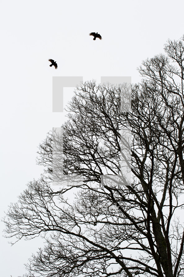 birds soaring over bare tree branches 