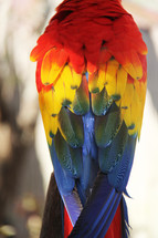 Macaw feathers 