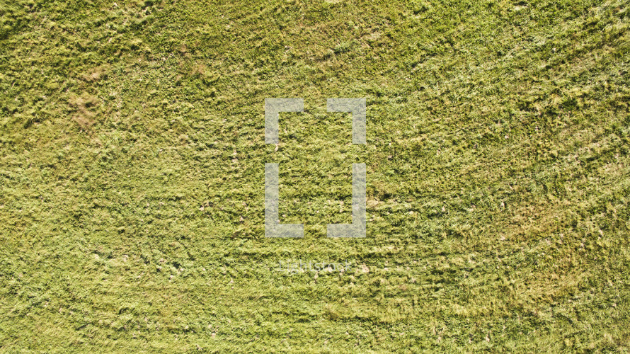 View of green grass from above.