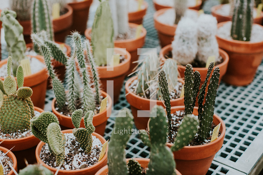 potted cacti 