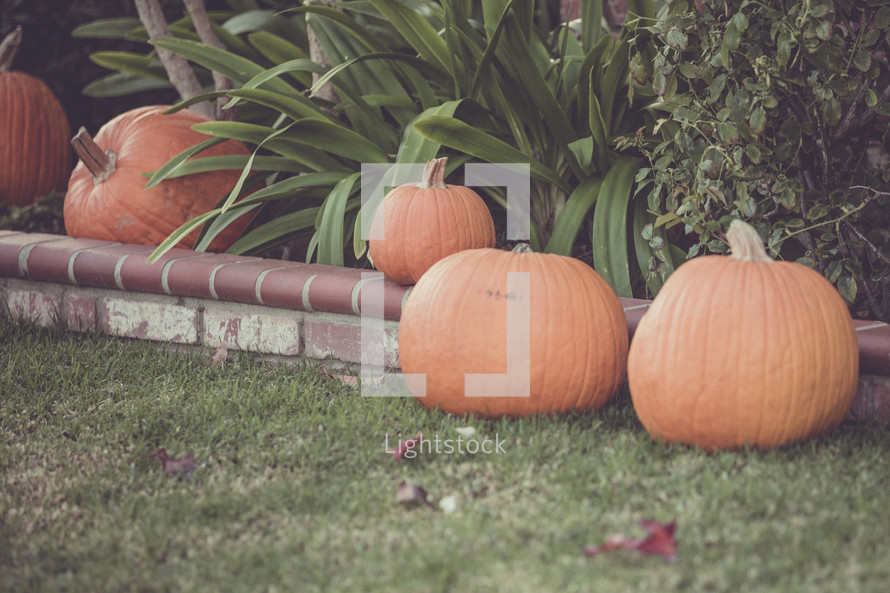 pumpkins in a front yard 