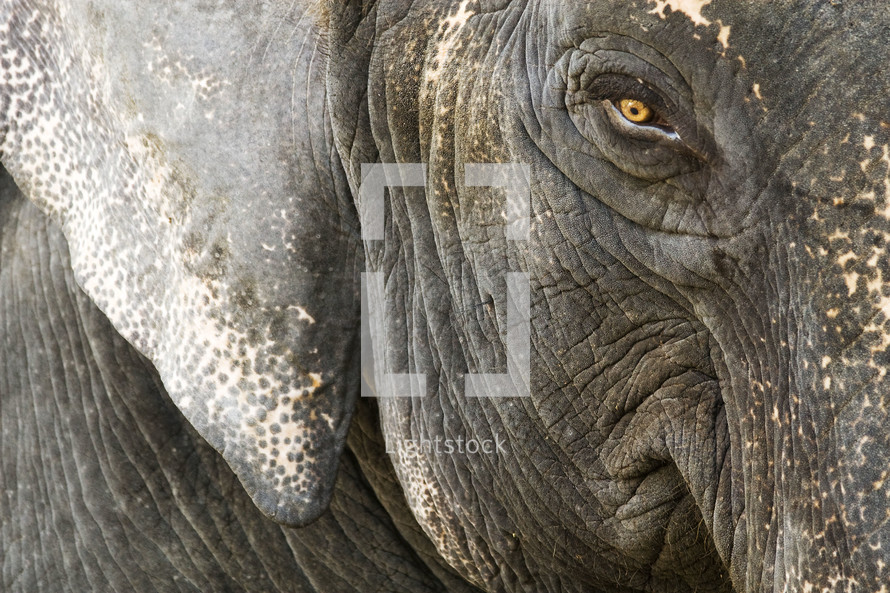 face of an elephant 
