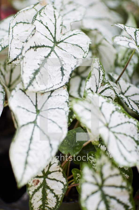 white and green leaves on a plant 
