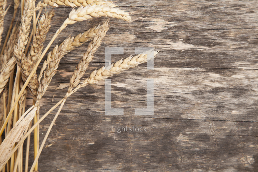 Stalks of wheat on wood.