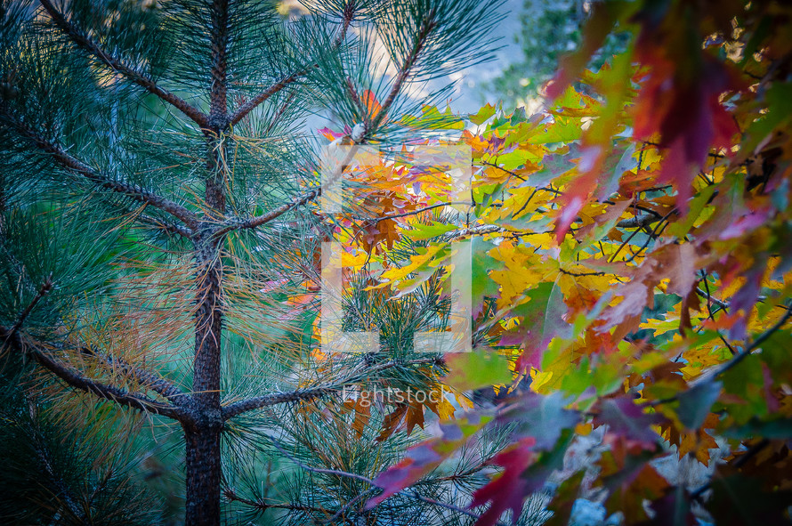 fall leaves and a pine tree