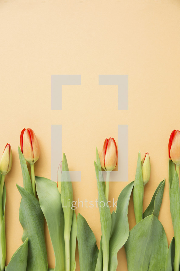 border of tulips 
