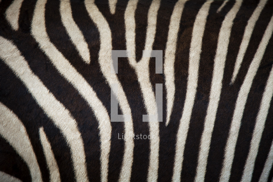 Zebra stripes 