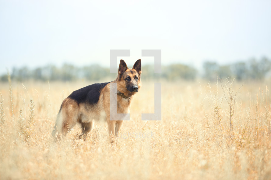 German Shepherd in a field 
