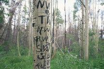 initials carved into a tree 