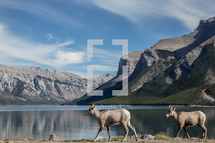 elk and mountain peaks across a lake 