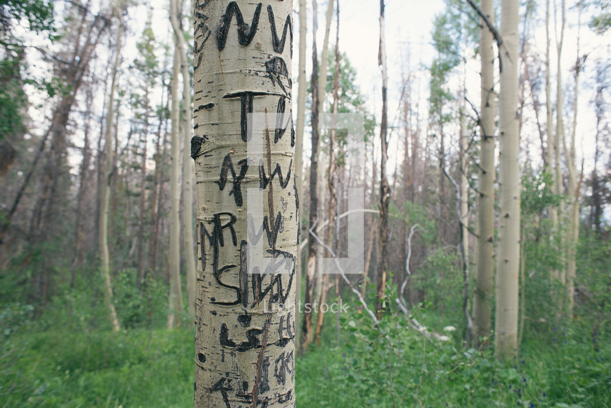 initials carved into a tree 