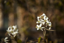 white flowers growing on a vine