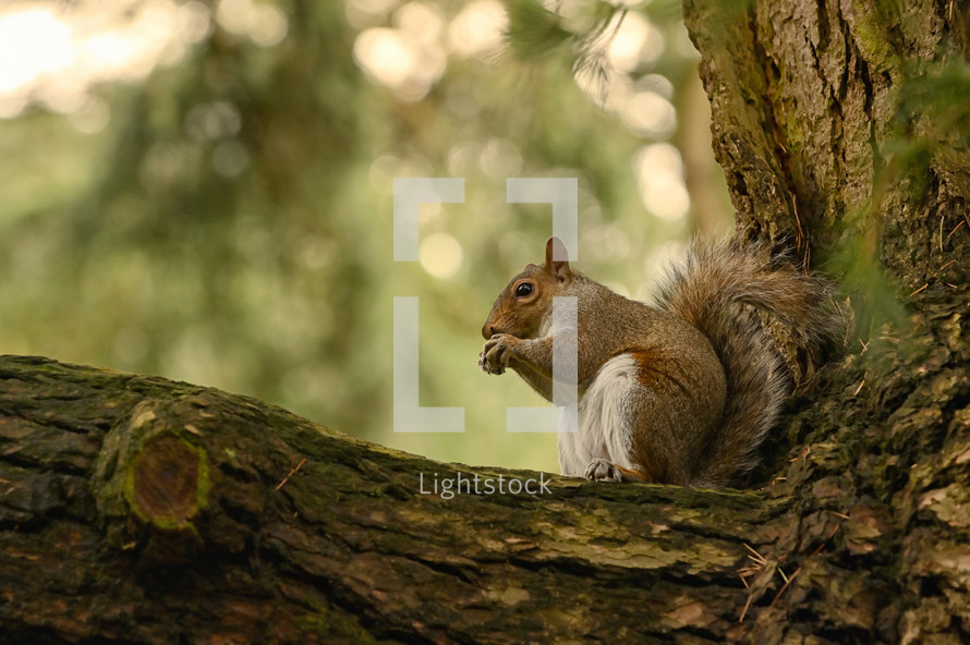 Squirrel Holding A Walnut In The Middle Of The Forest