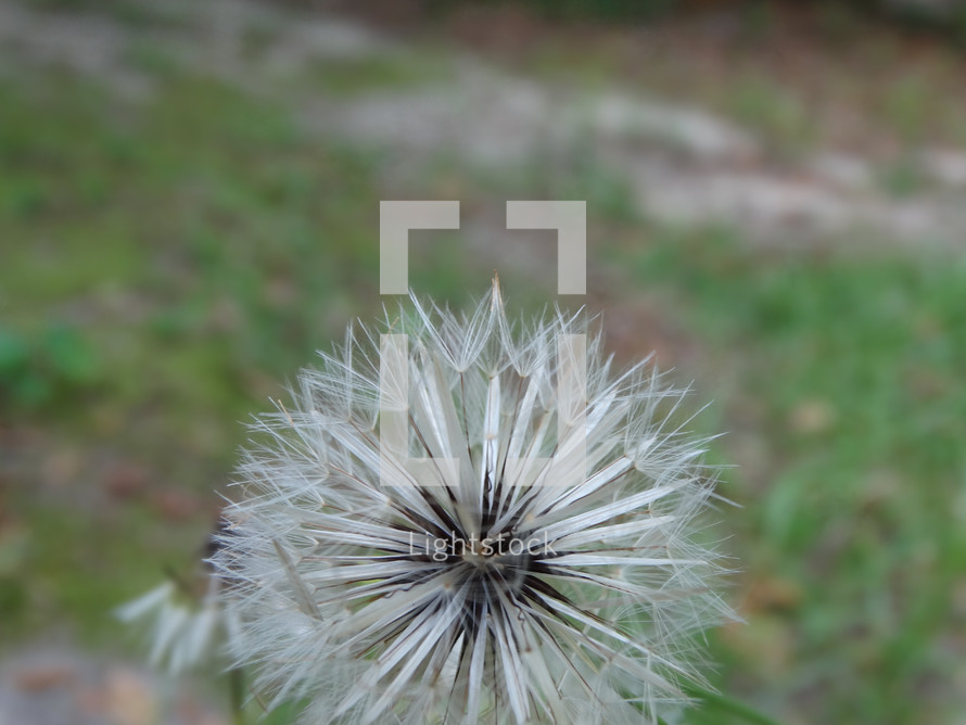 White dandelion plant growing in grass in backyard