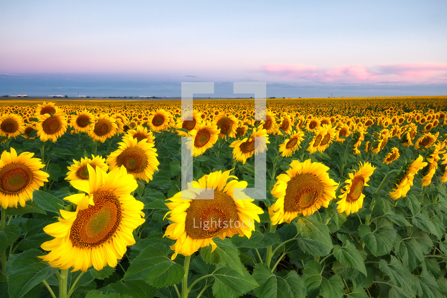 Rows of sunflowers facing the sunrise