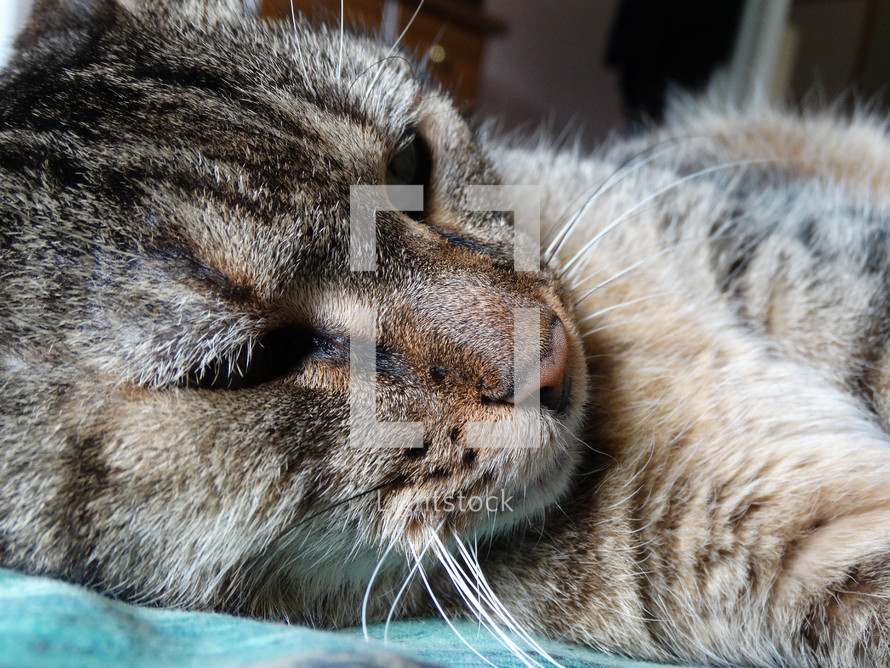 Close up of face of brown tabby cat with green eyes