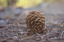 pine cone on the ground 