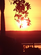 silhouette of a low hanging branch in front of the sun at sunset 