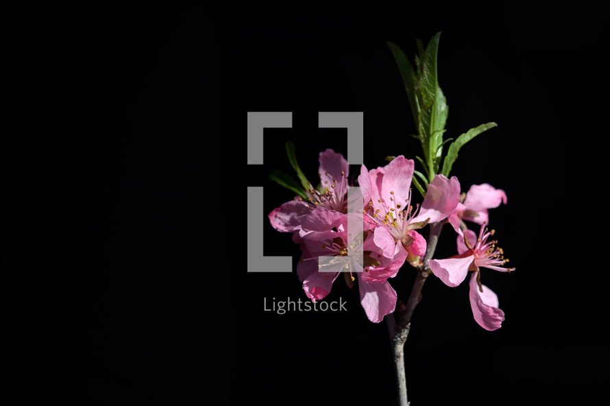 Closeup Pink Cherry Blossoms with Black Background