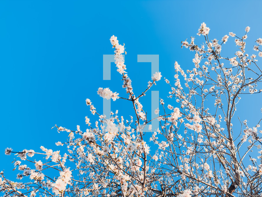 Spring white flowers under blue sky
