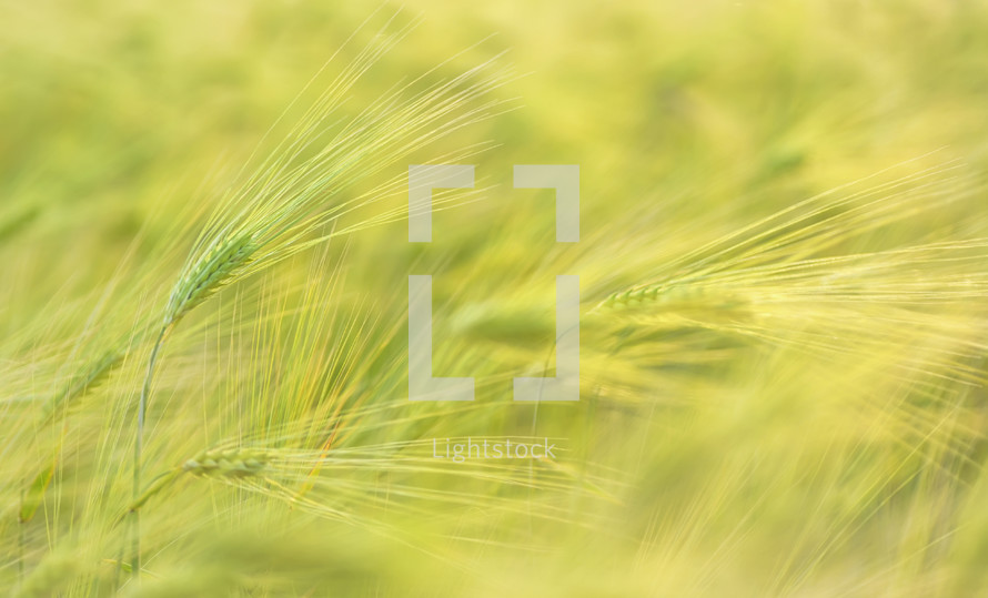 wheat background 